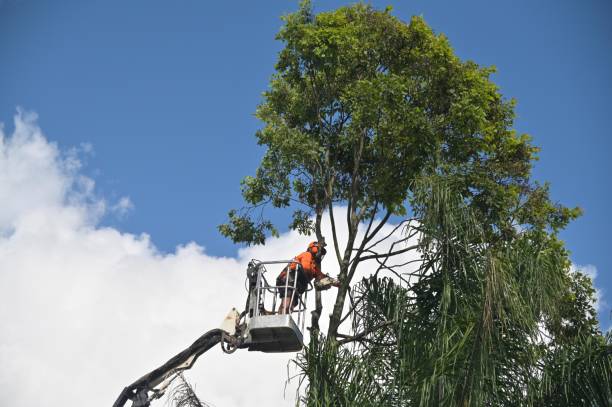 Best Hazardous Tree Removal  in Paducah, TX