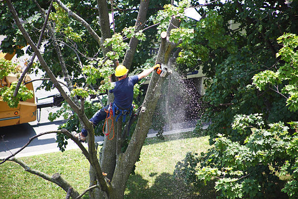 How Our Tree Care Process Works  in  Paducah, TX