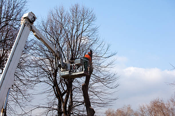 Best Stump Grinding and Removal  in Paducah, TX