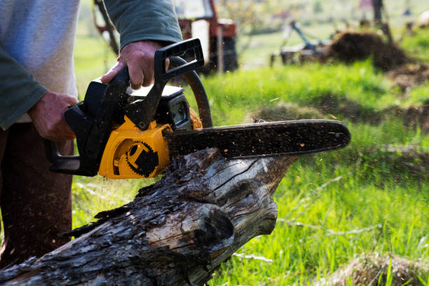 Best Tree Trimming and Pruning  in Paducah, TX