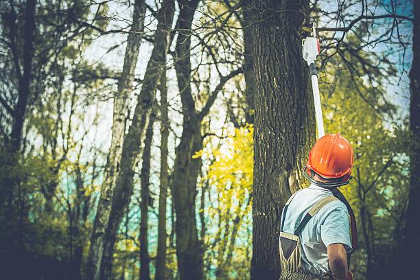 Best Tree Risk Assessment  in Paducah, TX